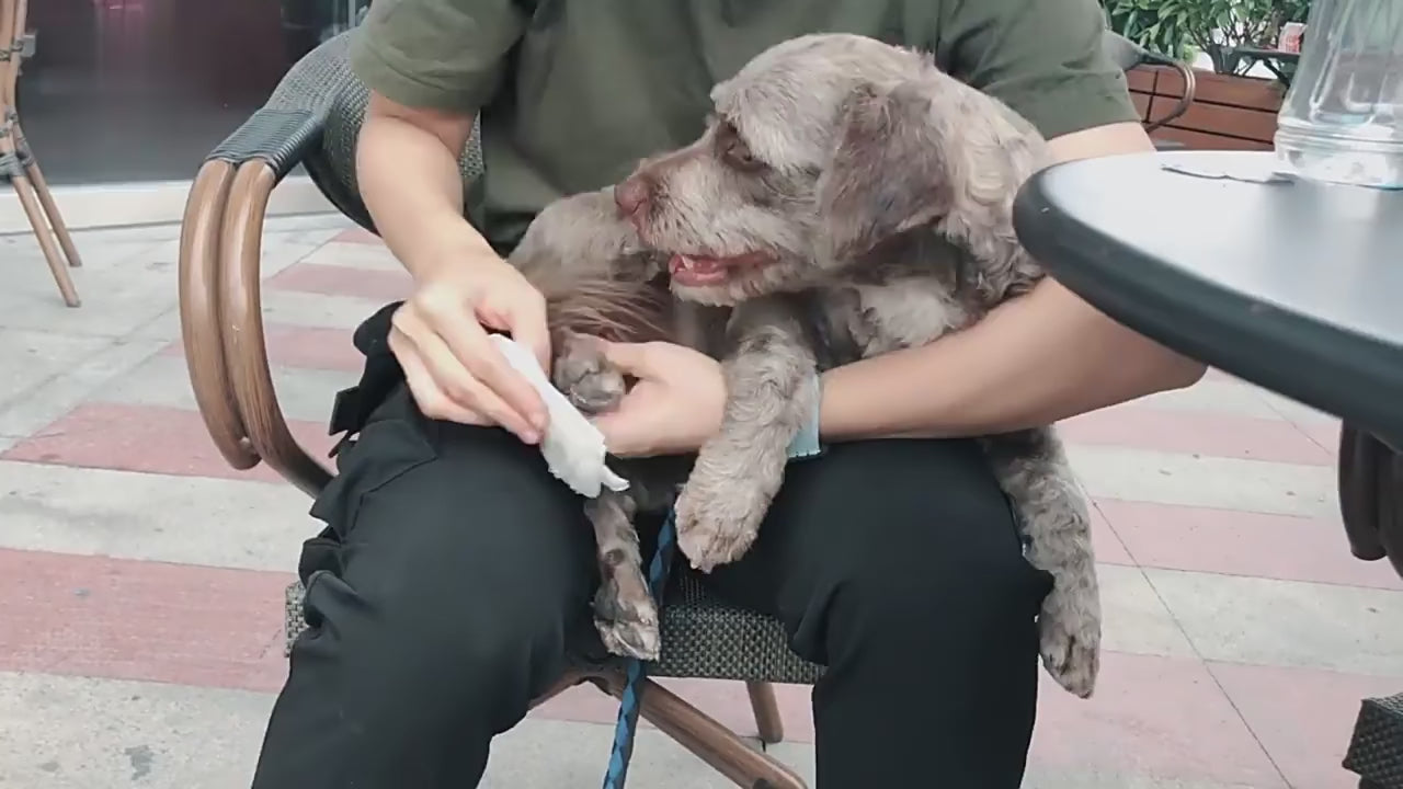 Dog Booties