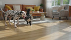 3.2L Pet Water Fountain