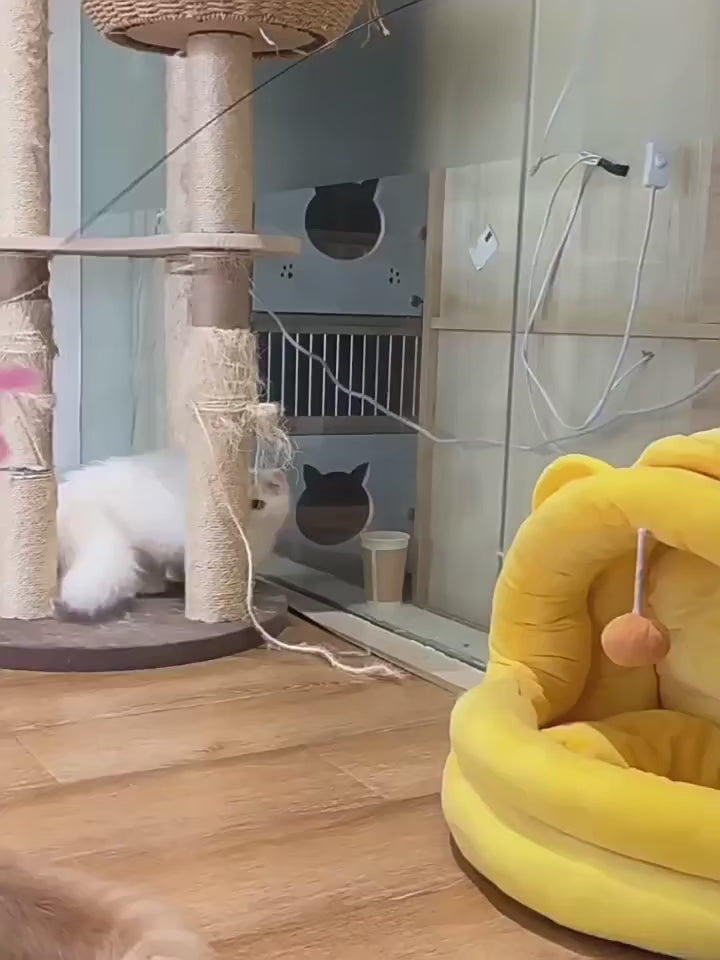 Interactive Cat Toy Set with Suction Cup and Feathers