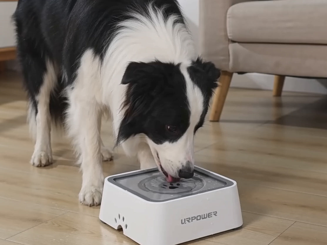 No Spill Pet Water Dispenser for Messy Drinkers
