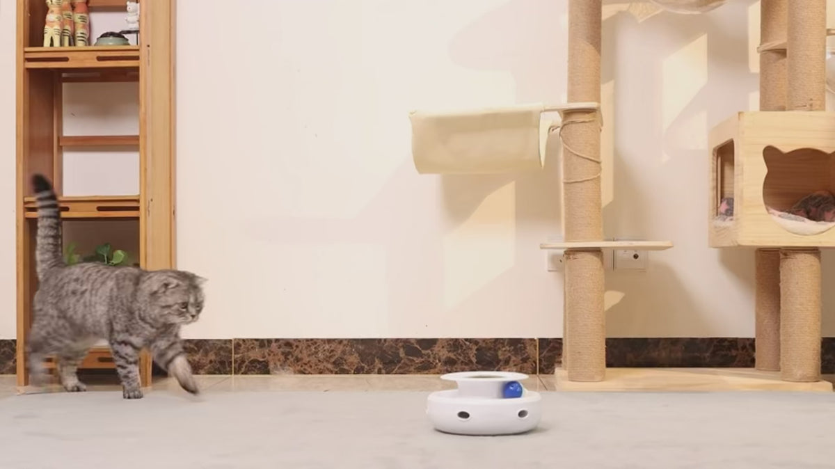 Interactive Toys for Indoor Cats